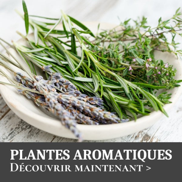 Plantes aromatiques - PlantesAFumer