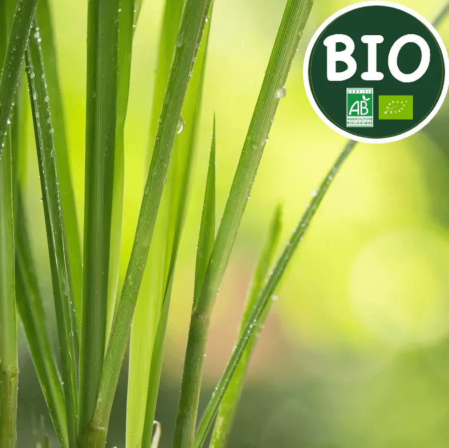 plantes citronnelle