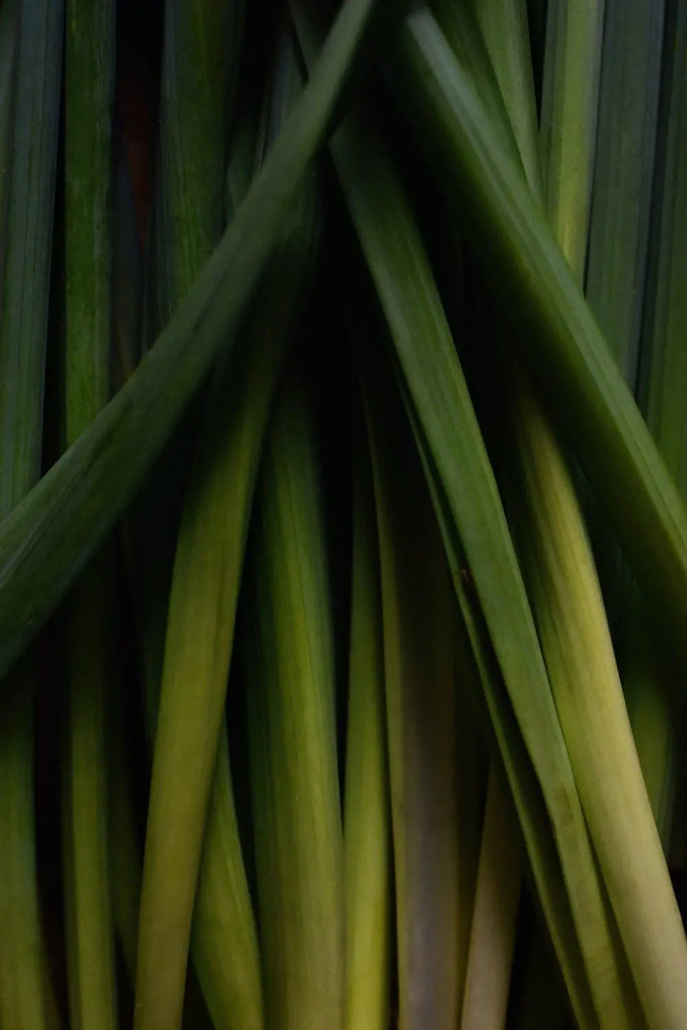plante citronnelle à fumer