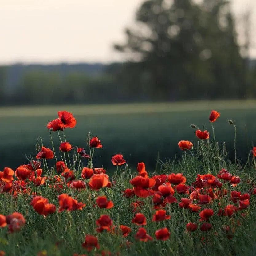 Coquelicot - PlantesAFumer