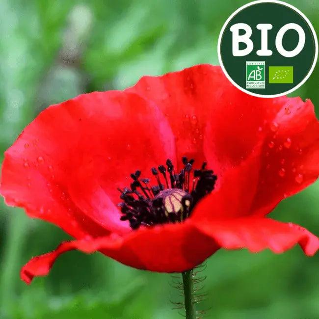 Coquelicot - PlantesAFumer
