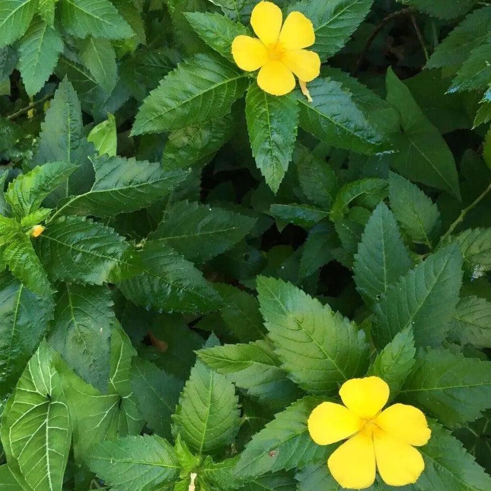 Damiana - PlantesAFumer