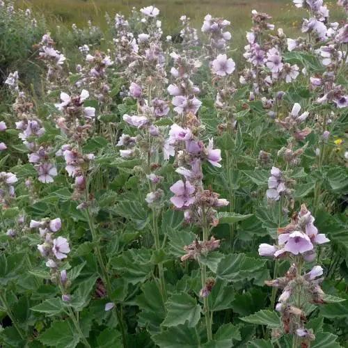 Guimauve - PlantesAFumer
