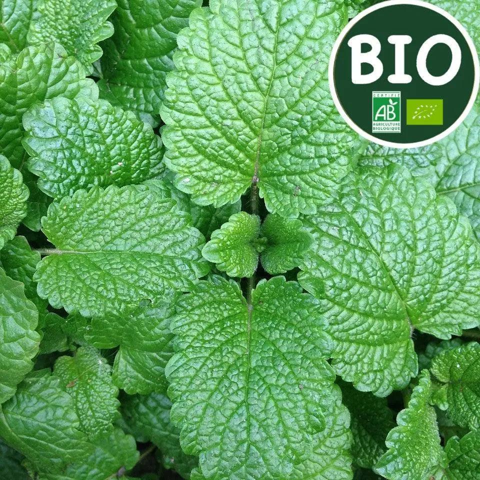 Menthe - PlantesAFumer