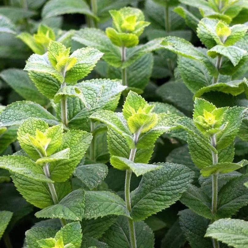 Menthe - PlantesAFumer