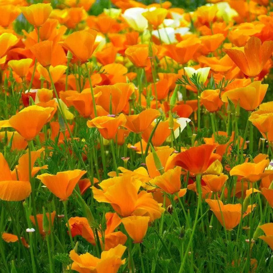 Pavot de Californie - PlantesAFumer