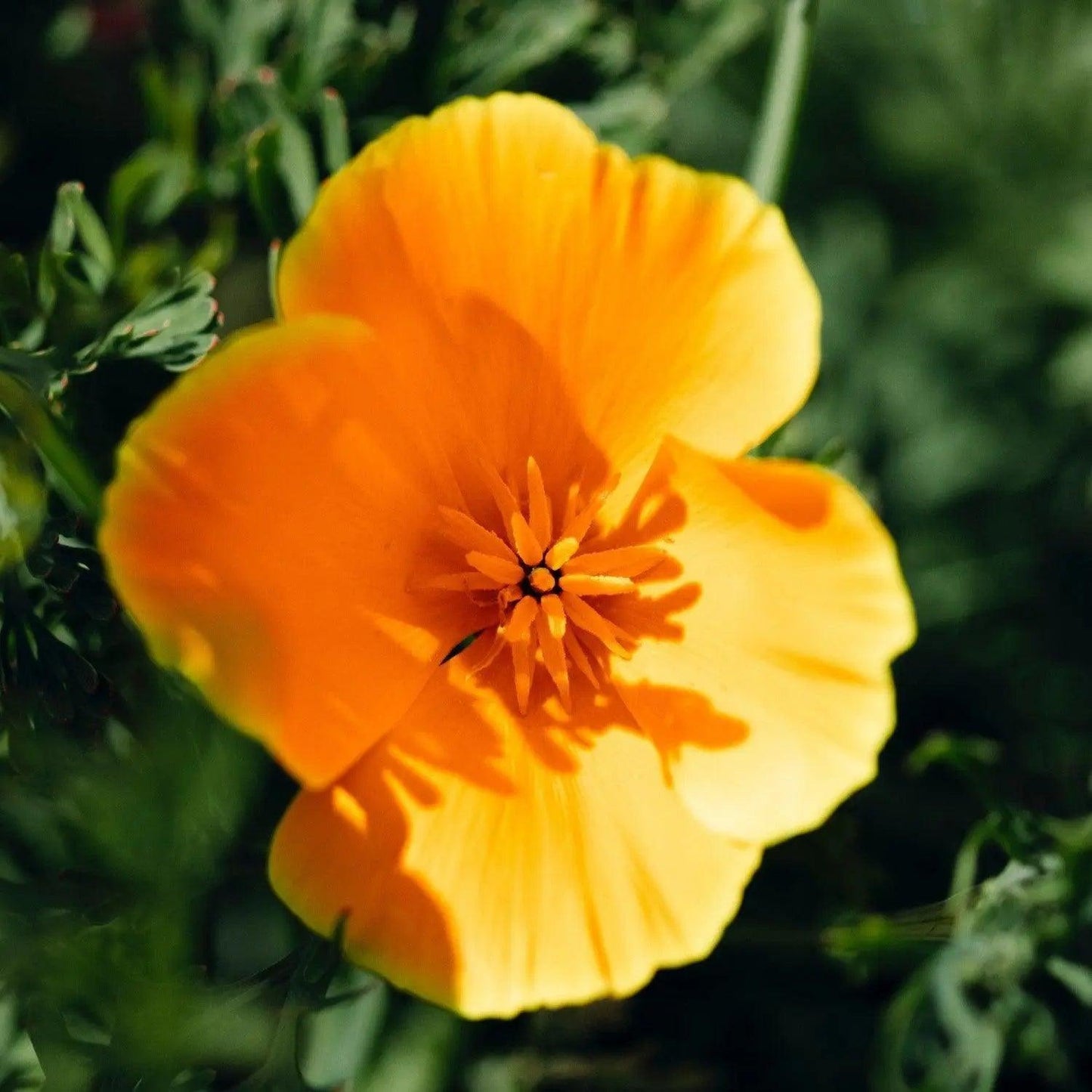 Pavot de Californie - PlantesAFumer