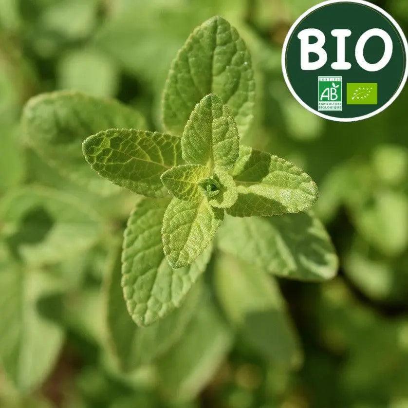Sauge officinale - PlantesAFumer