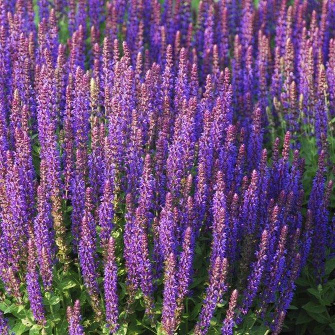 Sauge officinale - PlantesAFumer