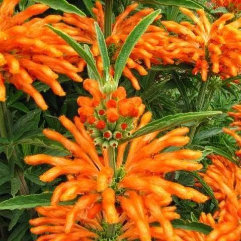 Wild dagga - Queue de Lion - PlantesAFumer