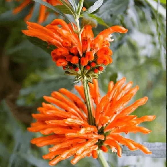 Wild dagga - Queue de Lion - PlantesAFumer