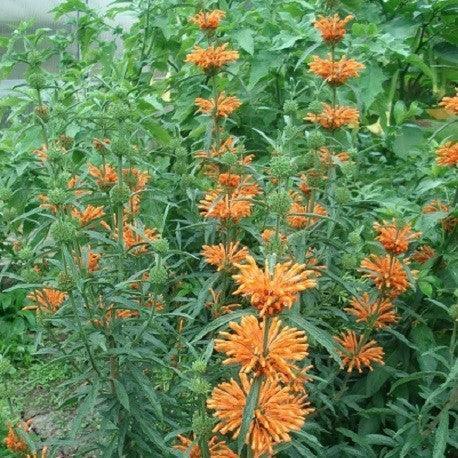 Wild dagga - Queue de Lion - PlantesAFumer