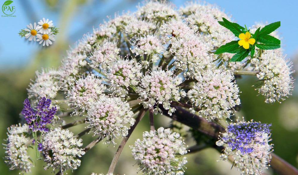 Substitut au Tabac - PlantesAFumer, Plantes Sans Nicotine