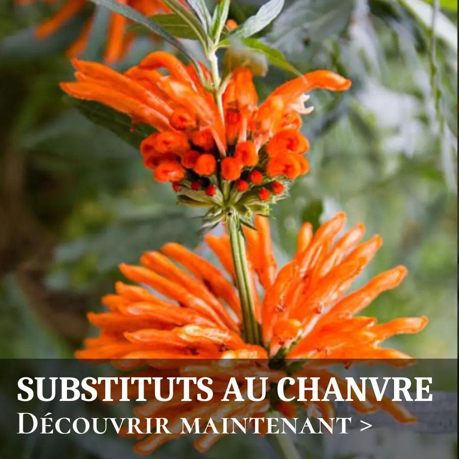 Arrêter le cannabis : Les plantes à fumer comme alternatives naturelles - PlantesAFumer