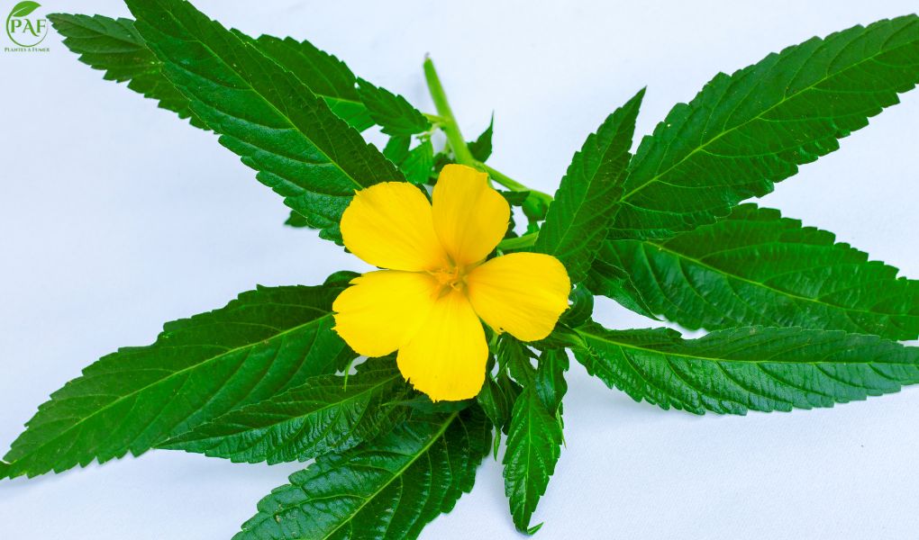 Damiana : dangers, effets secondaires et précautions d’usage