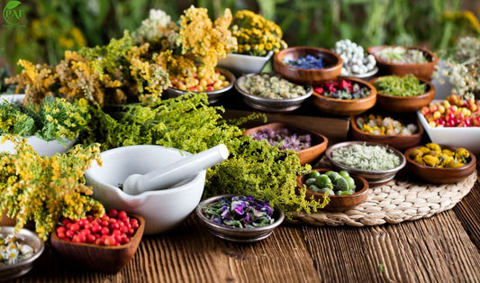 Fumer sans tabac : 10 plantes naturelles pour des joints plus doux et sains