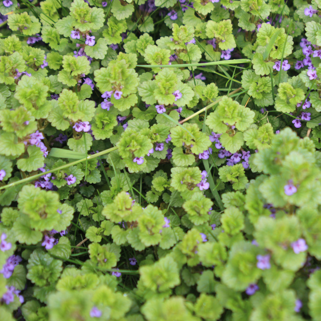 Les différentes plantes aromatiques à fumer