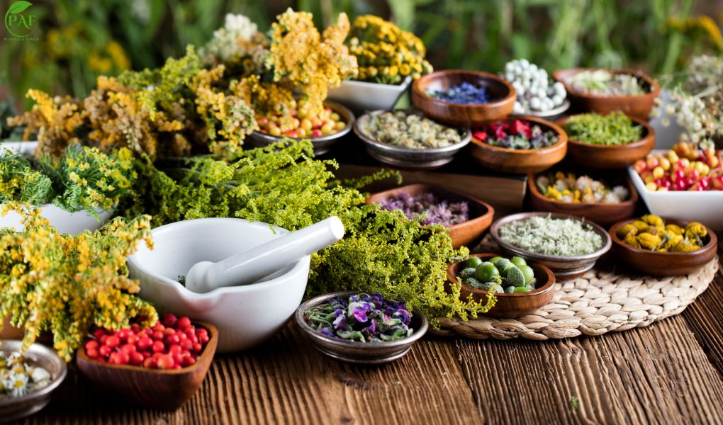 Plantes aphrodisiaques : Quelles sont les plus puissantes pour booster la Libido ?