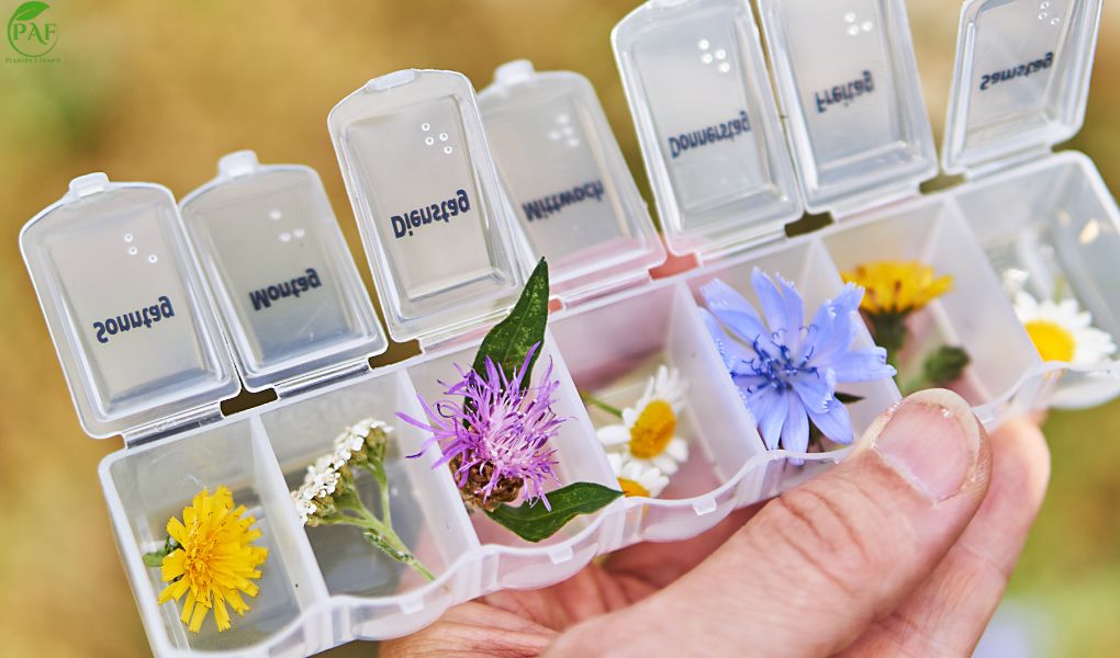 Plantes psychotropes : Effets réels sur le cerveau