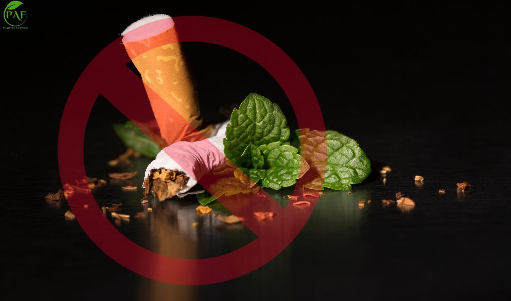 Pourquoi les Cigarettes à la Menthe Sont-elles Interdites ? Alternatives Naturelles