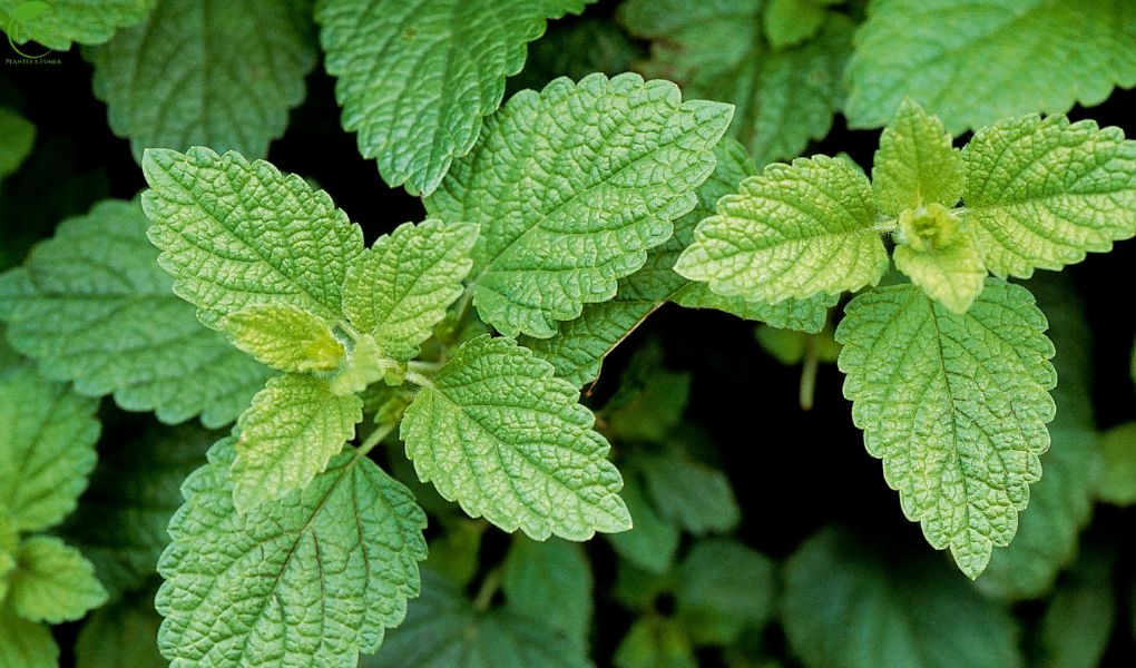 Tisane à la mélisse : ses bienfaits, ses usages et comment la savourer en toute simplicité
