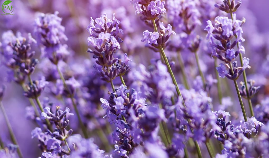 Top 5 des plantes les plus relaxantes pour le stress et l’anxiété