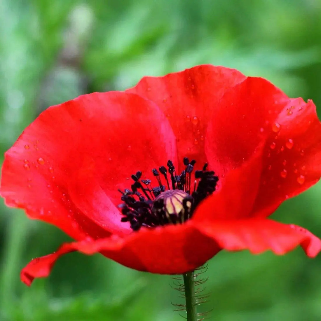 Les bienfaits du coquelicot 