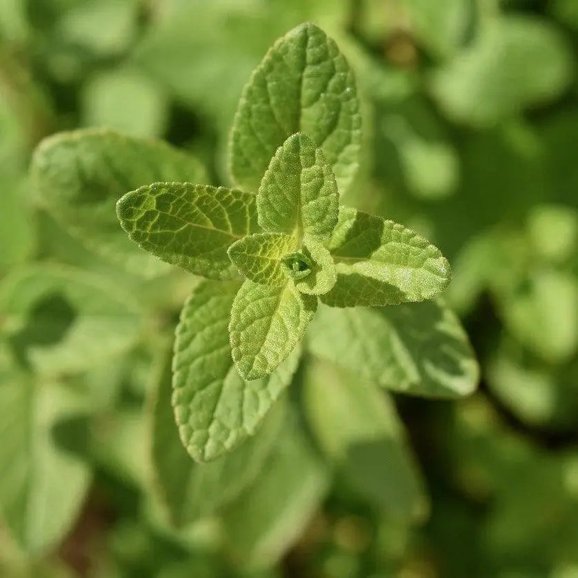 Fumer de la sauge officinale