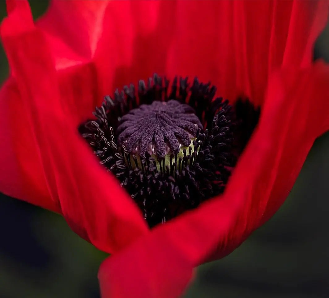 Le Charme Envoûtant du Coquelicot: Découvrez les Secrets de cette Fleur Rouge 