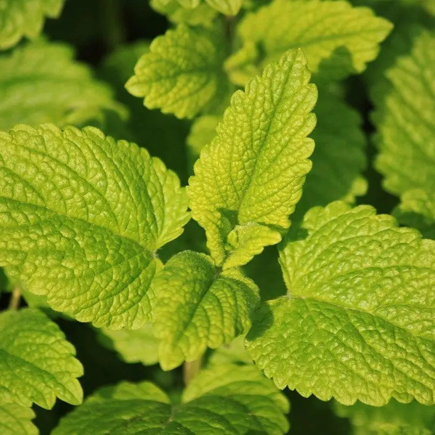 Les Bienfaits de la Mélisse : Une Plante Apaisante pour le Corps et l'Esprit - PlantesAFumer