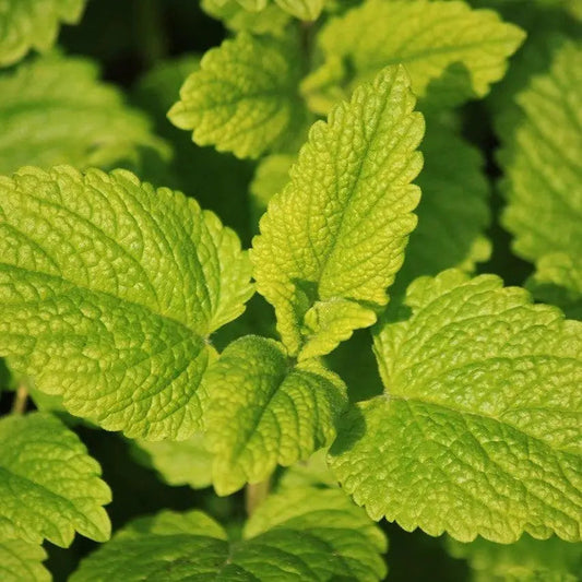 Les Bienfaits de la Mélisse : Une Plante Apaisante pour le Corps et l'Esprit - PlantesAFumer