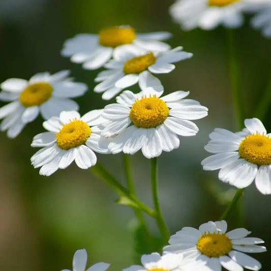 Bienfaits-et-vertus-de-la-camomille PlantesAFumer