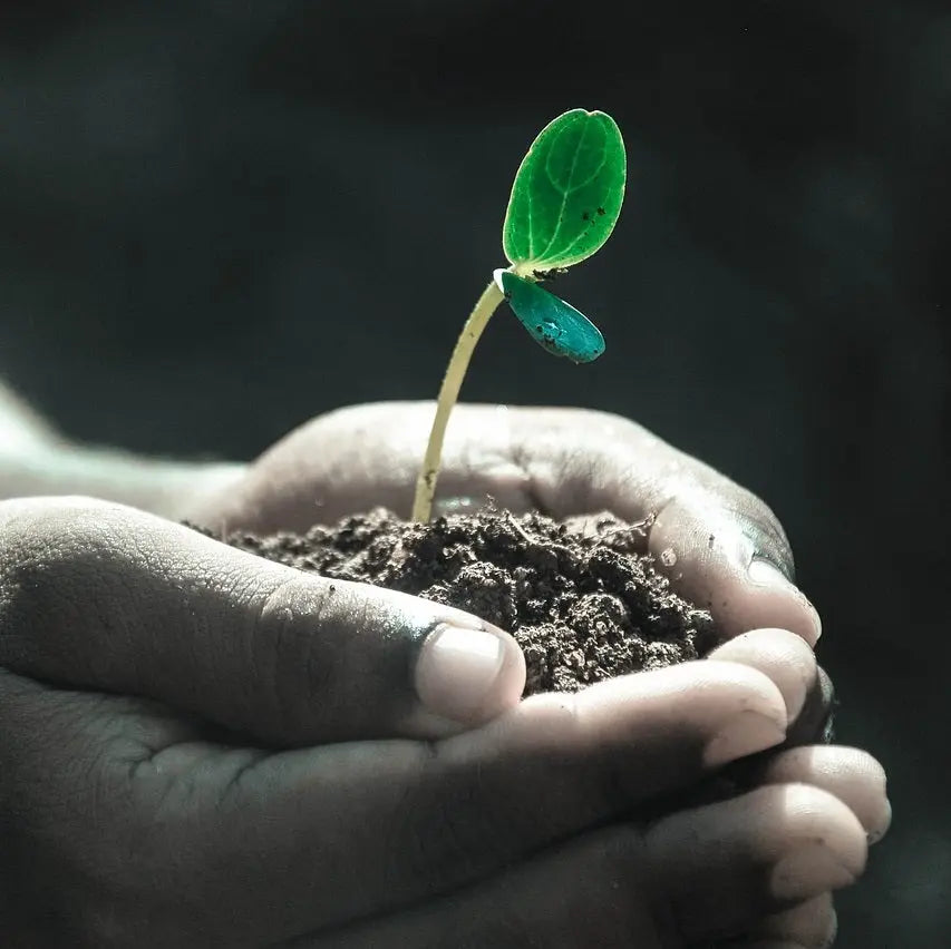 Histoire-et-traditions-des-plantes-à-fumer PlantesAFumer