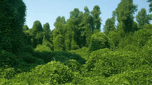 Kudzu Pueraria : Bienfaits ménopause et dépendance