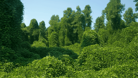 Kudzu Pueraria : Usages