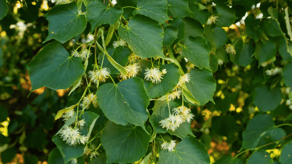 Substitut au Tabac - PlantesAFumer, Plantes Sans Nicotine
