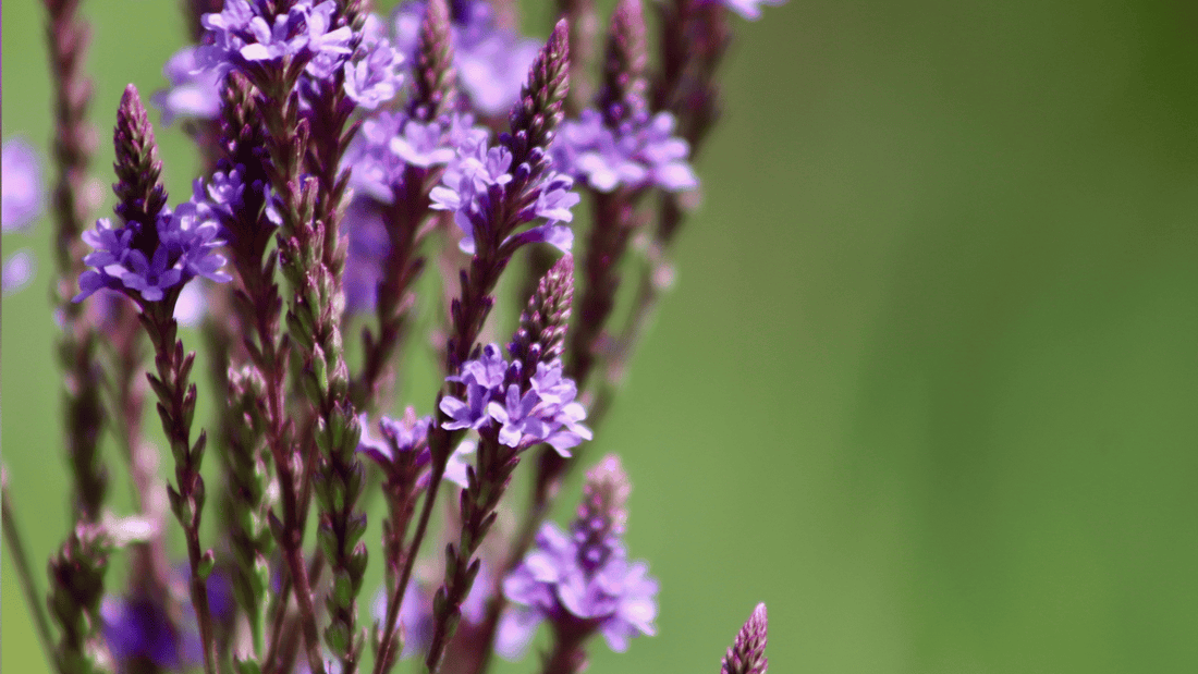 Verveine : bienfaits sommeil, digestion et stress