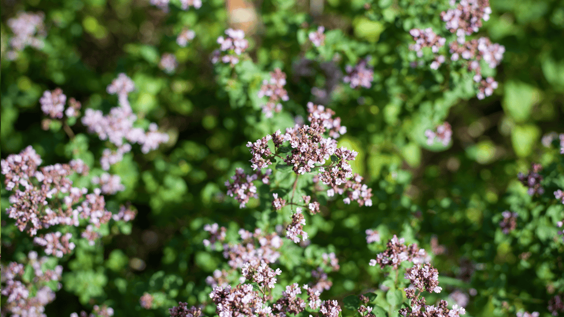 Fumer de la verveine : Usages