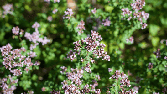 Fumer de la verveine : Usages