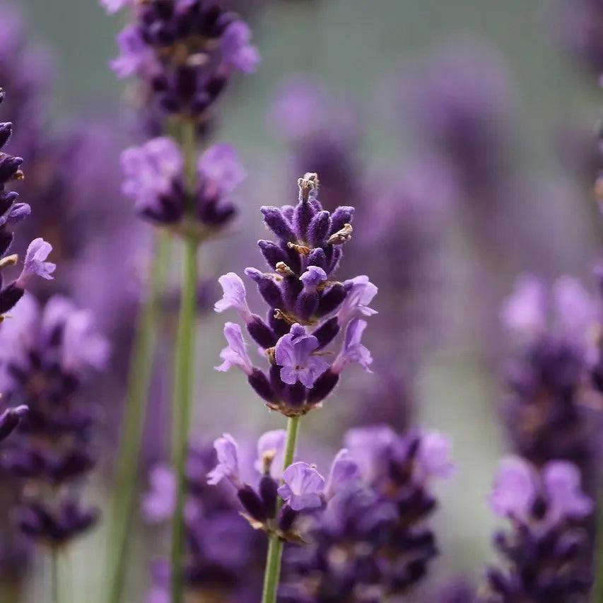 Où trouver de la lavande à fumer ? - PlantesAFumer