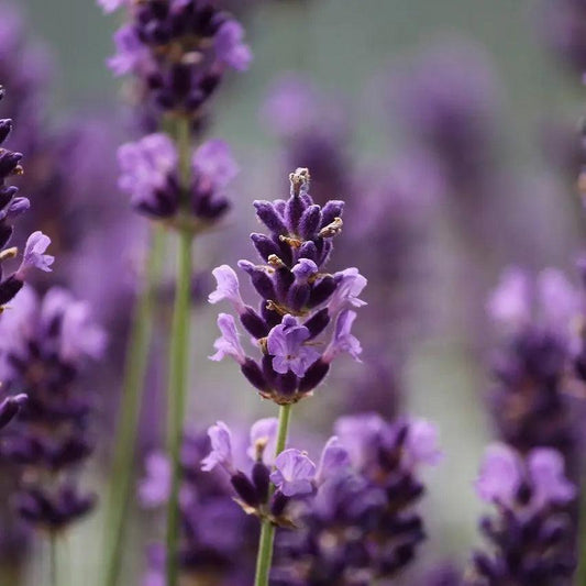 Où trouver de la lavande à fumer ? - PlantesAFumer