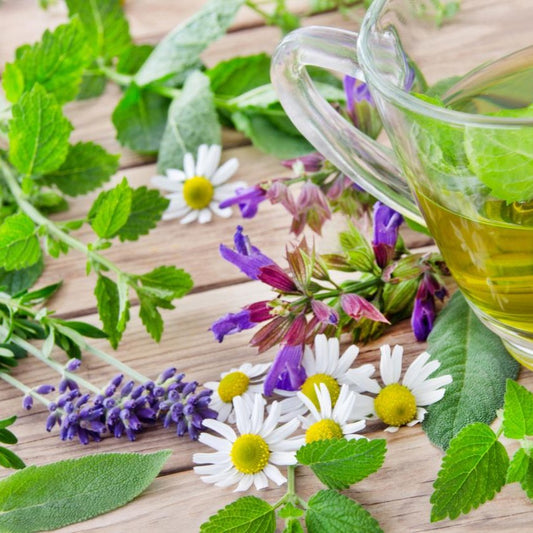 Les Plantes Médicinales : Vertus et Utilisations en France - PlantesAFumer