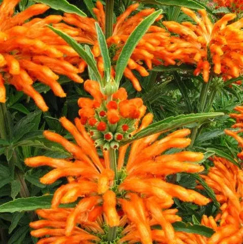 Les Bienfaits de la Wild Dagga : Une Plante Polyvalente pour le bien-être - PlantesAFumer