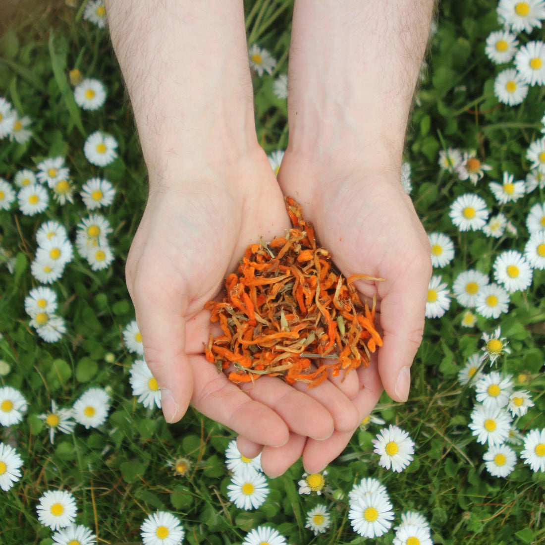 Wild Dagga : une sensation proche du cannabis, mais 100 % légale