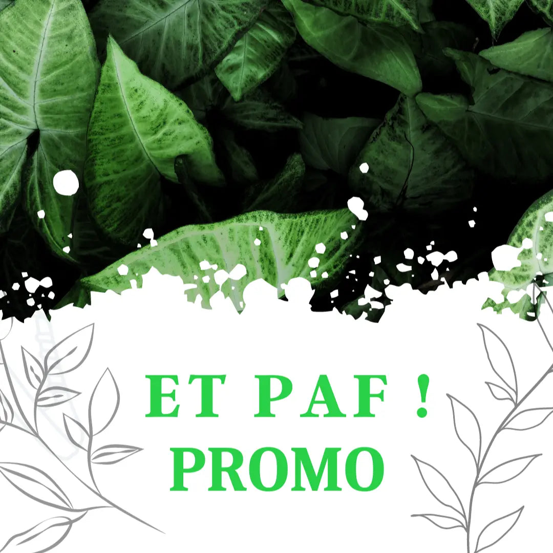 Promotions PlantesAFumer