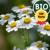 Substitut au Tabac - PlantesAFumer, Plantes Sans Nicotine