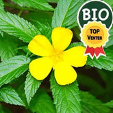 Substitut au Tabac - PlantesAFumer, Plantes Sans Nicotine