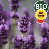Substitut au Tabac - PlantesAFumer, Plantes Sans Nicotine