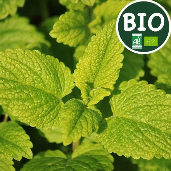 Substitut au Tabac - PlantesAFumer, Plantes Sans Nicotine